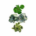 Plectranthus Swedish Ivy Assorted Rooted Starter House Plants - Buy 2 Get 1 Free - Easy Care Indoor Plants