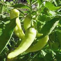 Sweet Banana Pepper Seeds, Heirloom, Non-GMO, 20+ Seeds, Capsicum annuum