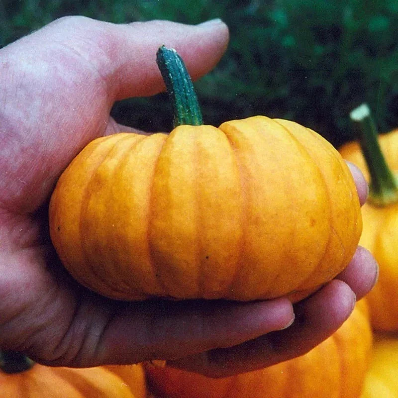 Jack Be Little Pumpkin Seeds - 15+ Heirloom Organic Non-GMO - Cucurbita pepo - Fresh Gardening Seeds