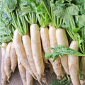 Daikon Radish Seeds 1 LB, Extremely Large Variety for Deer Food Plot, Raphanus sativus