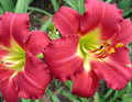 Daylily Live Plant Fan - Awarded Ruby Red Stella - Hemerocallis
