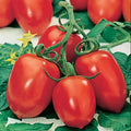 Roma Tomato Seeds - 10+ Heirloom Organic Non-GMO - Solanum lycopersicum - Fresh Gardening Seeds