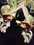 Stanhopea Orchid Plant - 2 Rooted Bulbs - Ocalata Variety - Bare Root, Not Perfect Condition