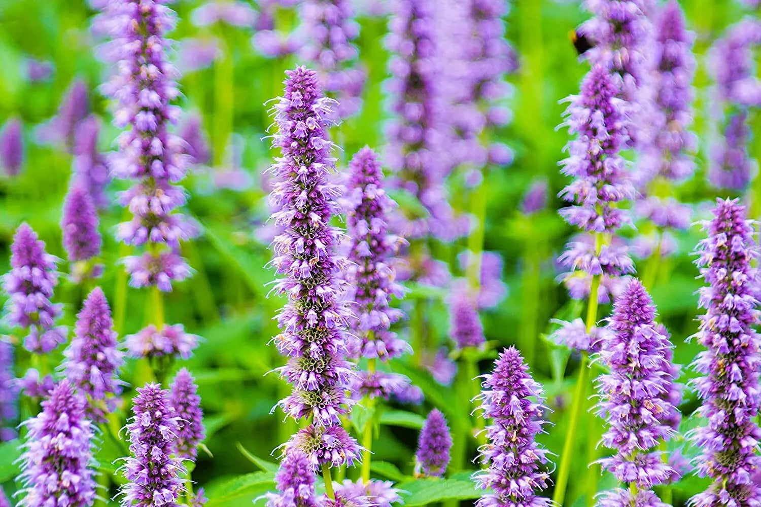 Anise Hyssop Seeds 100+ Count Agastache foeniculum Wildflower Seeds for Planting