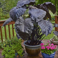 Black Coral Colocasia Plant, Large 1 Gallon, Elephant Ear, Colocasia esculenta