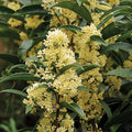 Fragrant Tea Olive Starter Plant - Fudingzhu Osmanthus - Healthy Well-Rooted Plant
