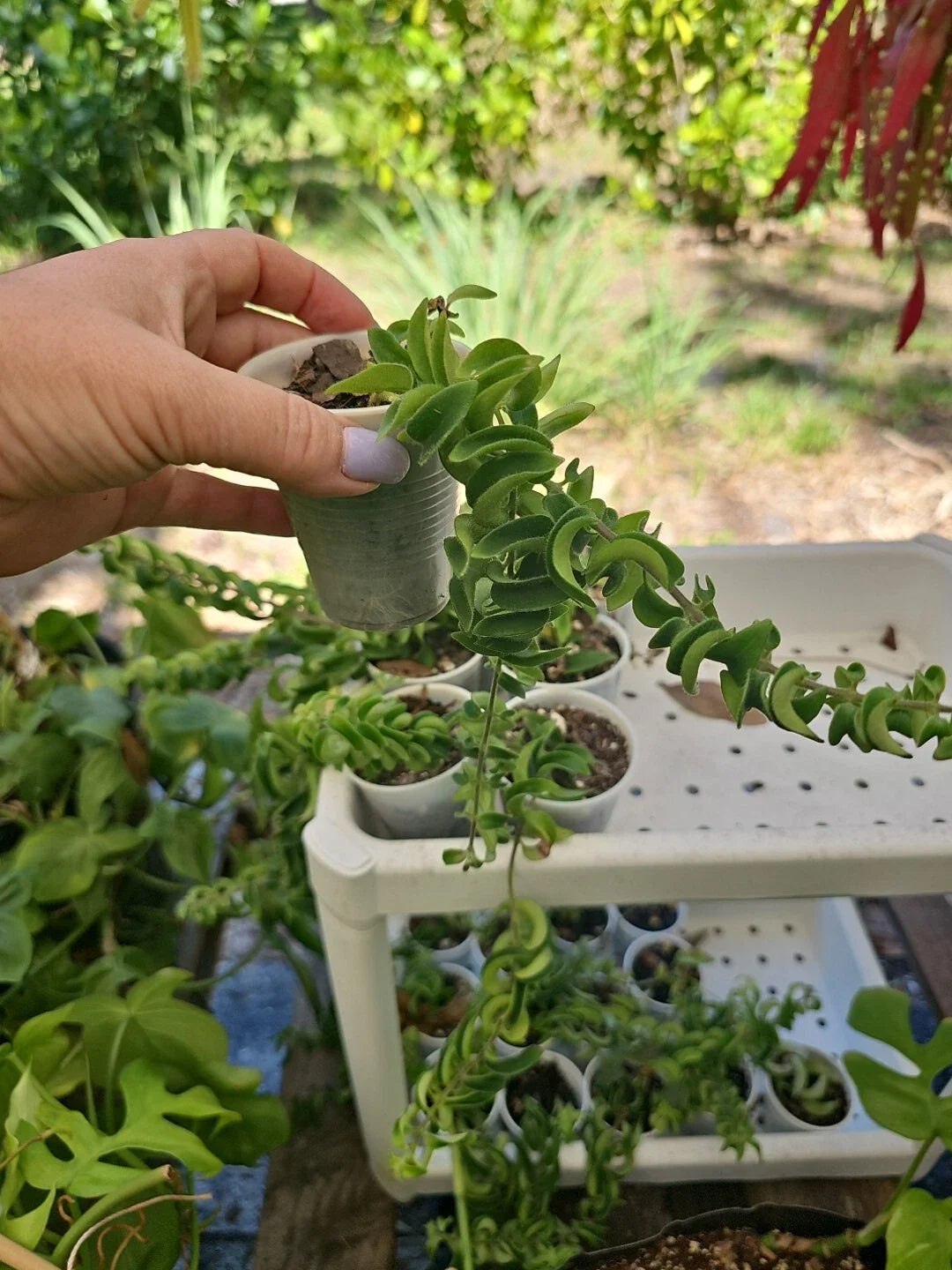 Aeschynanthus Twisted Rasta Lipstick Plant Rooted in 2.5" Pot - Indoor Houseplant - Vibrant Green Foliage
