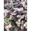 Tradescantia Pink Lady Cuttings - 10 Rooted Cuttings - Easy Care Indoor Plant - Tradescantia pallida