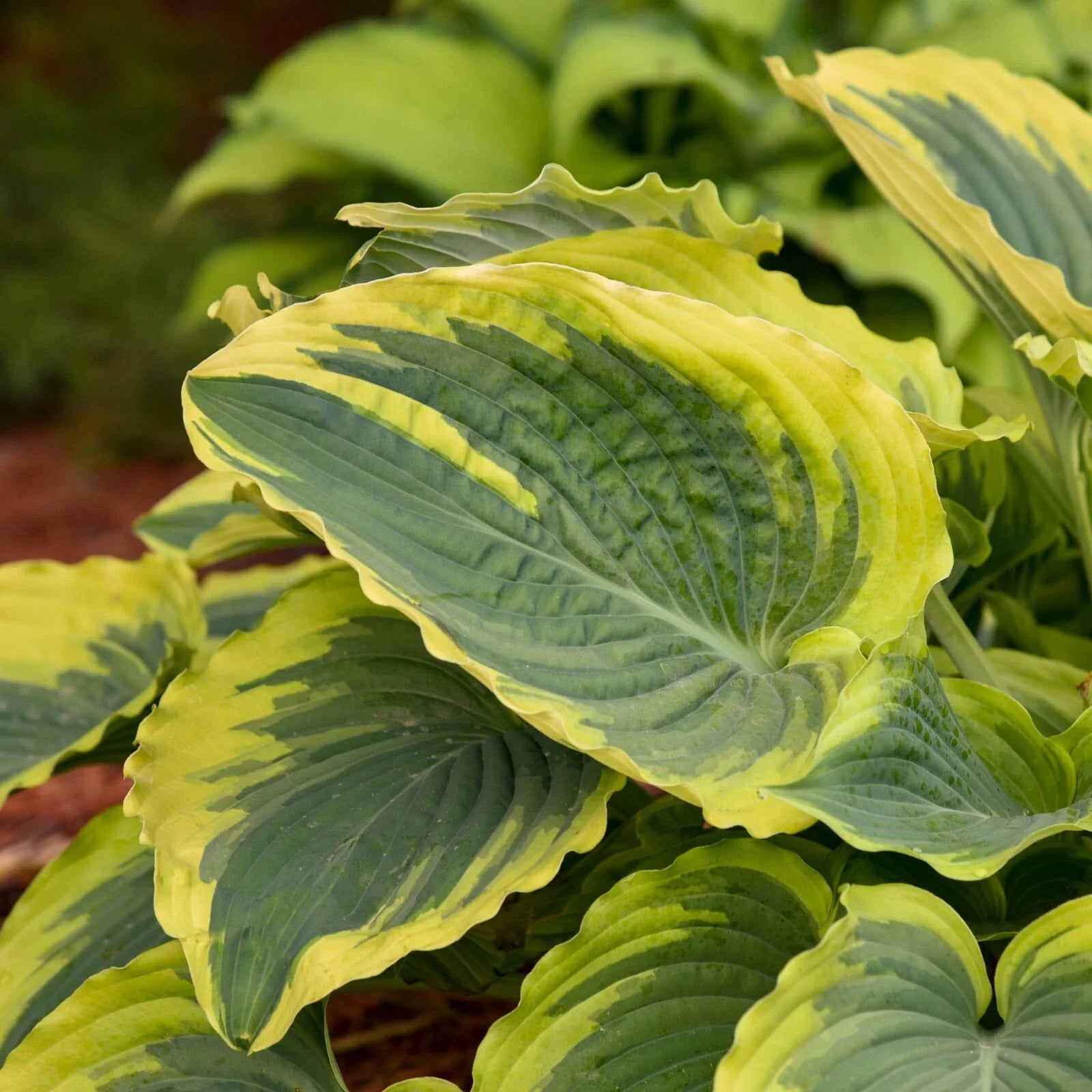 Hosta Plant Trendsetter 5.25" Pot Perennial for Shade (Hosta 'Trendsetter') - Well Rooted, Gorgeous Foliage