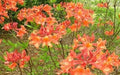 Aromi Azalea Starter Plant - Mauvila Gold - Rhododendron Deciduous - May Be Dormant
