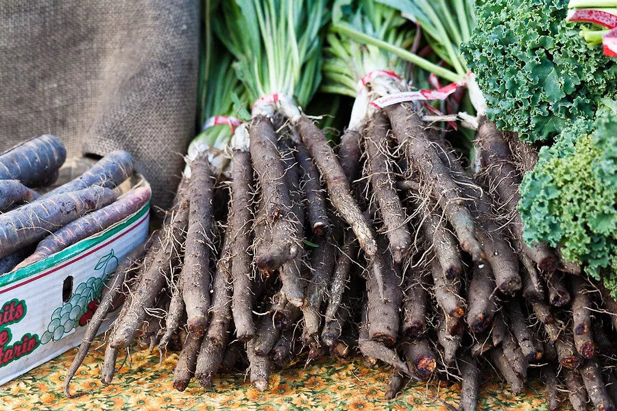 Black Salsify Seeds, NON-GMO, Black Oyster Plant, Scorzonera hispanica, Goat's Beard, Heirloom, Free Shipping