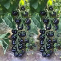 European Black Cherry Tomato Seeds - 120+ Heirloom, Sweet, Non-GMO, Rare - Perfect for Home Gardening