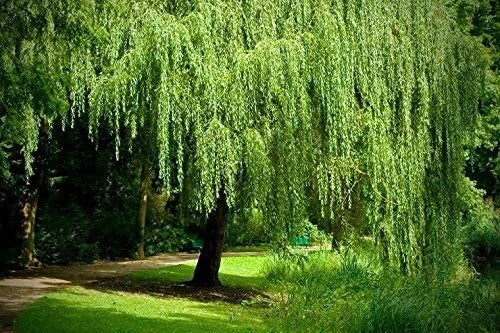 Weeping Willow Cuttings - 2 Bright Green - Salix babylonica - Wisconsin Rooted Plants