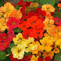 Nasturtium Seeds - Whirlybird Double Mix - Dwarf Multicolor Edible & Fragrant - 25 Seeds (Tropaeolum majus)