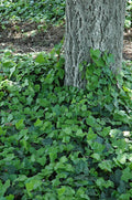 Baltic Ivy Sub Zero Rooted Cuttings - Climbing Vine Ground Cover (Hedera helix)