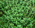 Thyme Herb Seed Pack - 750+ Fresh Seeds - Culinary Herb for Cooking (Thymus vulgaris)
