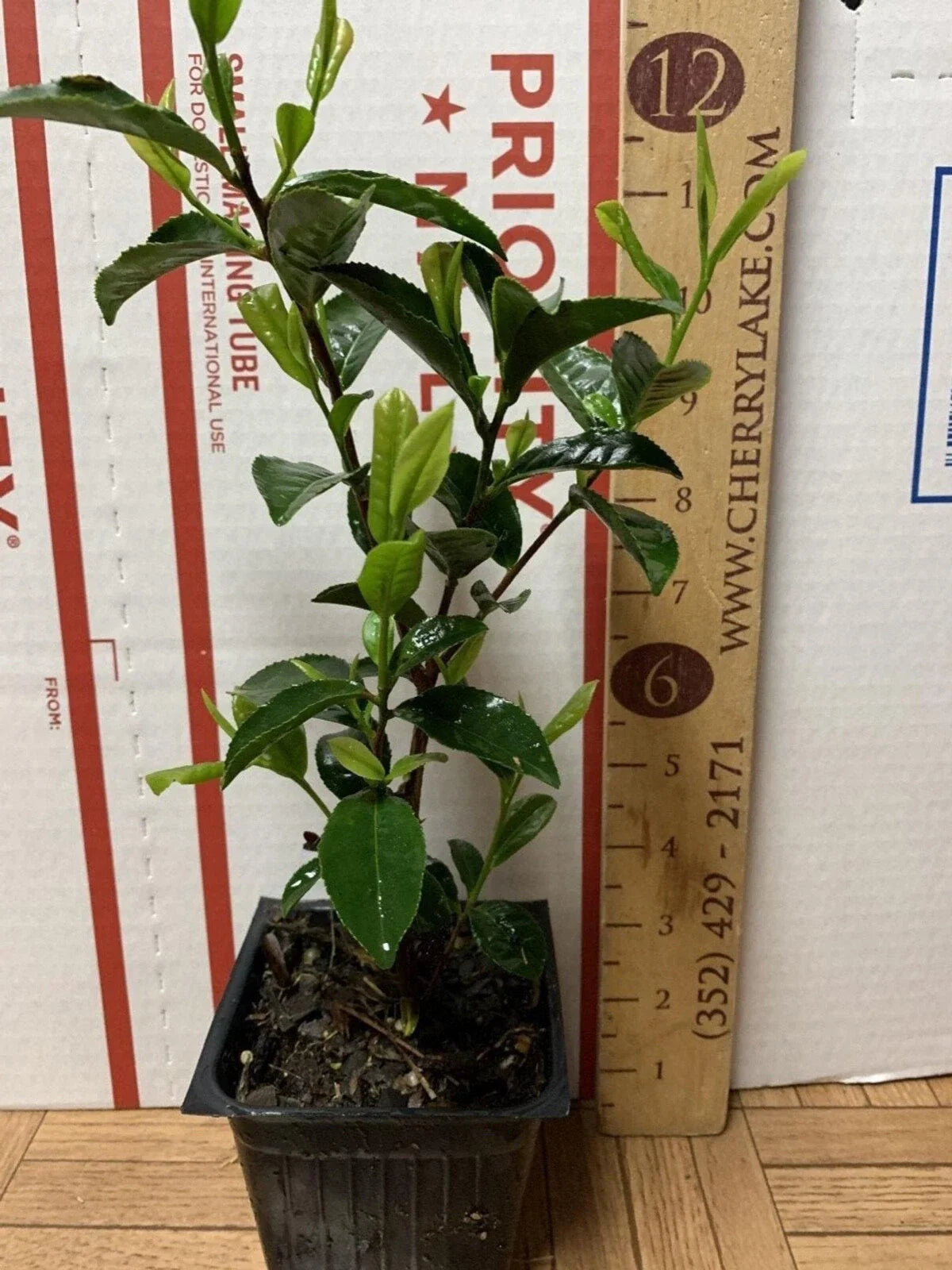 Camellia sinensis Tea Plant Starter (3 Inch) - Green Tea Plant for Home Garden