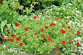 Scarlet Cinquefoil Seeds - Potentilla fruticosa - Native Perennial Compact Flowering Shrub