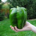Emerald Giant Bell Pepper Seeds - 120+ Non-GMO Heirloom Organic Sweet Pepper Seeds - Capsicum annuum