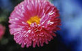 Aster Flower Seeds, 100 Seeds, Rainbow Variety, Vivid Bright Blooms, Aster amellus