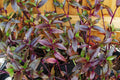 Purple Scimitars Plant - Tripogandra Serrulata - Tradescantia Elongata - Spiderwort - Indoor Houseplant - Easy Care