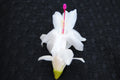 Christmas Cactus Starter Plant - Polar Dancer - Schlumbergera Truncata - Healthy Well Rooted Small Plant for Home Decor