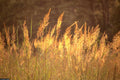 Indian Grass Seeds - 501+ Count - Native Prairie Wildflower - Ideal for Poor Soils - Heat & Cold Tolerant (Sorghastrum nutans)
