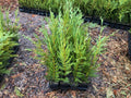Leyland Cypress Trees - 12-18" Inch - Box of 25 in Pots - Fast-Growing Evergreen (Cupressus × leylandii)