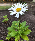 Montauk Nippon Daisy Perennial Live Plant Set of 5 Bare Root 3 Years Old (Leucanthemum × superbum) for Spring Pre-Order
