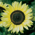 Lemon Queen Sunflower Seeds - 50 Pack - Helianthus annuus - Bright Yellow Blooms for Garden Planting