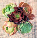 Aeonium Cuttings Set of 5 - 3" Diameter - Succulent Variety - Ideal for Plant Enthusiasts - (Aeonium spp.)