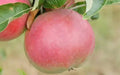 25+ Wine Apple Seeds for Garden Planting - USA - Malus pumila - Heirloom Variety - Free Shipping