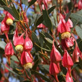 Fuchsia Gum Tree Seeds (10 Seeds) - Eucalyptus forrestiana - Native Australian Tree Seeds for Planting