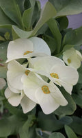 Large Flower White Crown of Thorns Cutting (1 Count, No Roots) Euphorbia milii for Planting