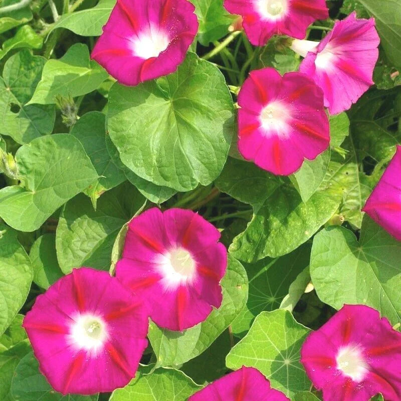 Red Morning Glory Flower Seeds - 41+ Wildflower Climbing Vine - Ipomoea purpurea