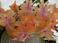Thanksgiving/Christmas Cactus Cuttings - Schlumbergera "Outono Brazil" - Healthy Rootless Plant Cuttings for Propagation