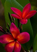 Red Root Plumeria Plant, 3 Inch Pot, Live Plant, Frangipani (Plumeria spp.)