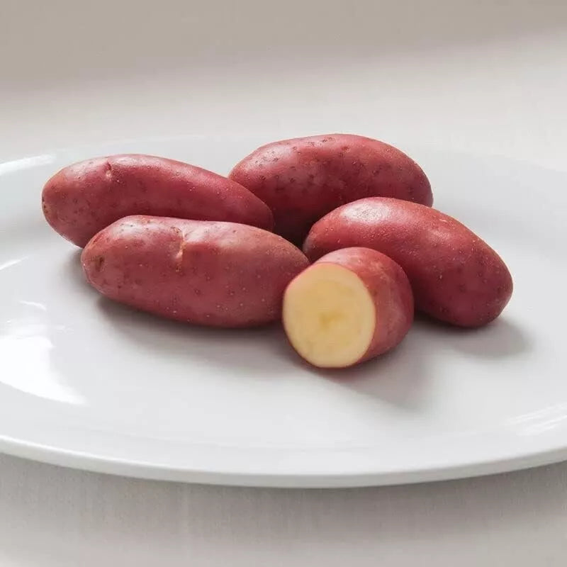 French Fingerling Seed Potatoes for Planting - Heirloom Variety, Organic, Non-GMO, Solanum tuberosum