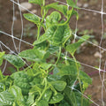 Green Malabar Spinach Seeds - 100 Non-GMO Specialty Seeds - Basella rubra - Heirloom Vegetable Gardening