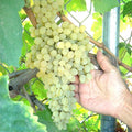 Thompson Vine Bare Root Plant - Green Seedless Sweet Table Grape (Vitis vinifera) - Ideal for Home Gardens