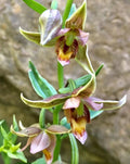 Adam & Eva Orchid Bare-Root, Putty Root Variety, Unique Winter Bloom, Dendrobium species