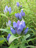 Bottle Gentian Flower Seeds - 100 Seeds - Gentiana andrewsii - Blue Perennial Wildflower for Planting