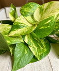Rooted Plant Cuttings - 20 Pothos Cuttings - Epipremnum aureum - Indoor Houseplant Starter