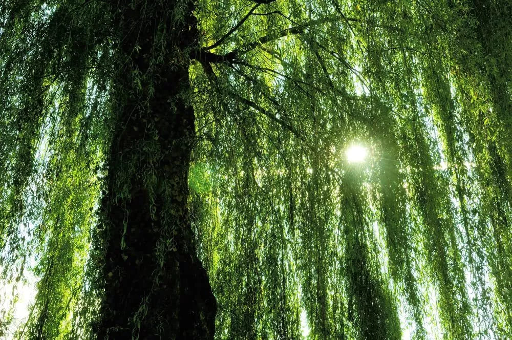 Weeping Willow Tree - Live Plant - Fast Growing, Arching Canopy - Salix babylonica