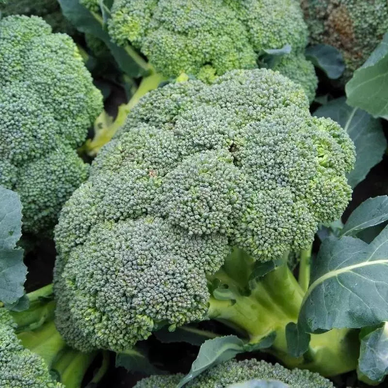 50+ Organic Heirloom Broccoli Seeds, Waltham 29 - Non-GMO, Fresh Vegetable Seeds for Home Garden