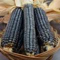Hopi Blue Corn Seeds - 500+ Heirloom Non-GMO Organic Seeds - Unique Variety for Planting and Gardening