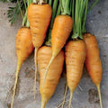 Oxheart Orange Carrot Seeds - 150+ Non-GMO Vegetable Garden Seeds - Daucus carota - USA Grown, Free Shipping