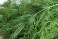 Dill Seed - Heirloom Bouquet - Non-GMO - 50+ Seeds - Fresh or Dried Herb - Anethum graveolens