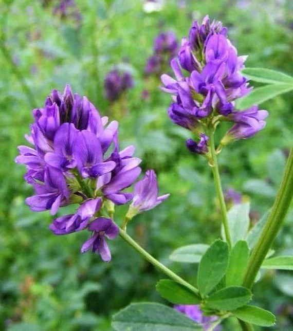 Alfalfa Seeds 1600 Count Non-GMO Cover Crop Medicago sativa L. Organic Farming Gardening