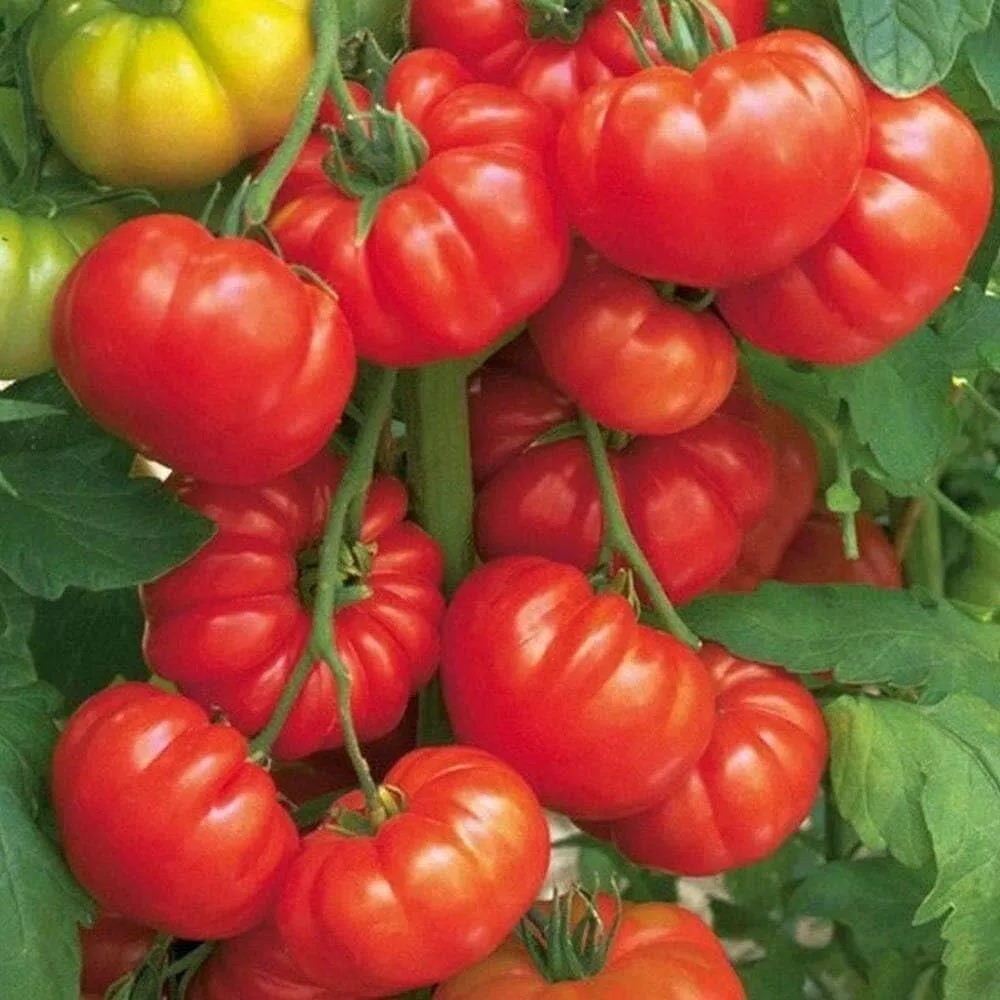 Beefsteak Tomato Seeds - 120+ Organic Heirloom Seeds - Tasty Variety - Solanum lycopersicum